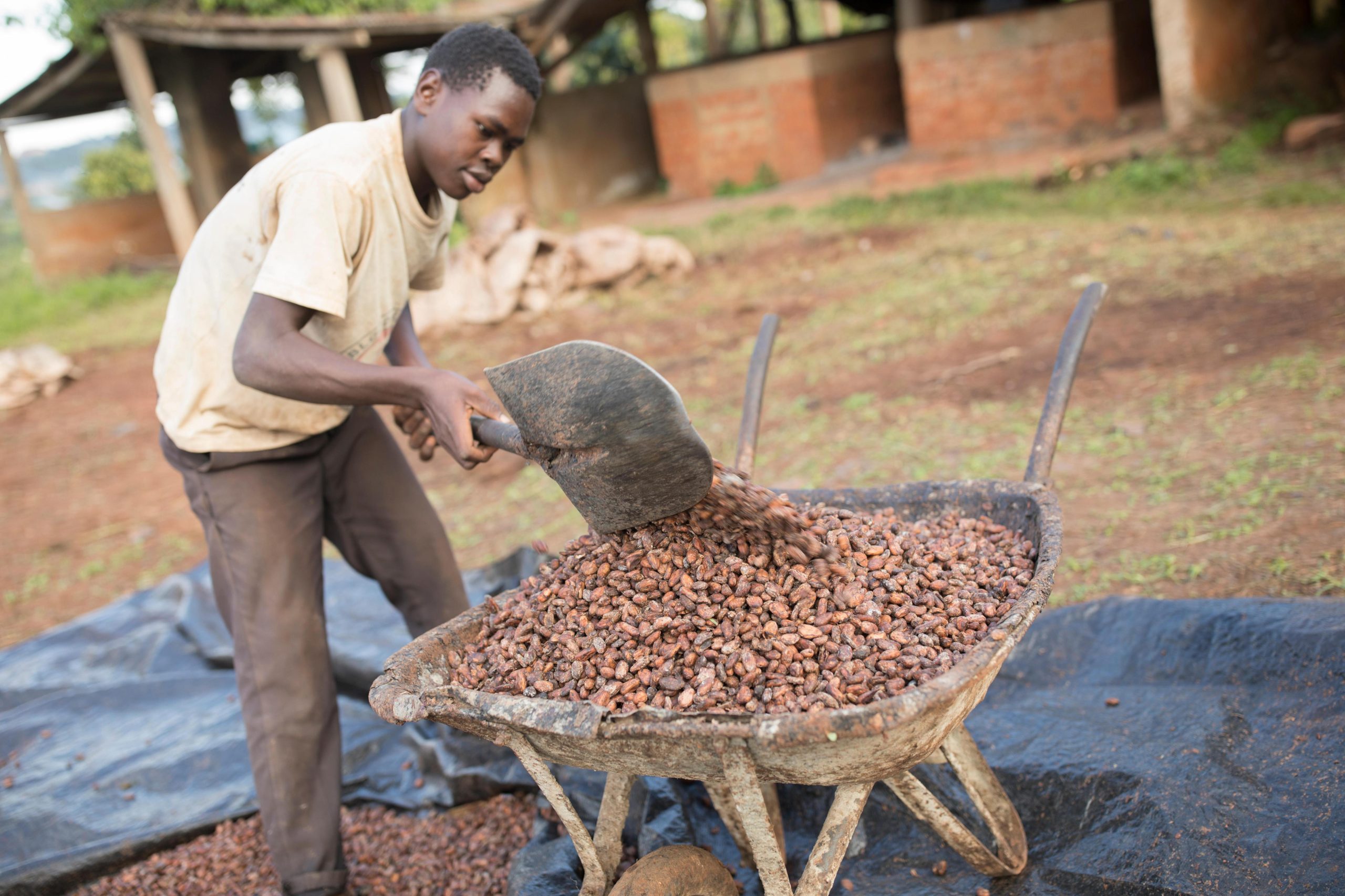 Un trabajador carga una carretilla llena de granos de cacao fermentados en una instalación de producción en el distrito central de Mukono